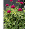Knautia 'Thunder and Lightning' | Knautia