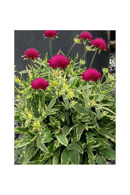 Knautia 'Thunder and Lightning' | Knautia