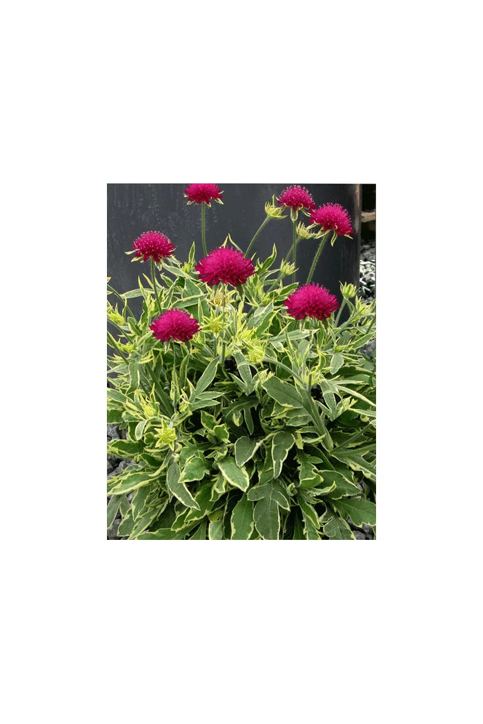 Knautia 'Thunder and Lightning' | Knautia