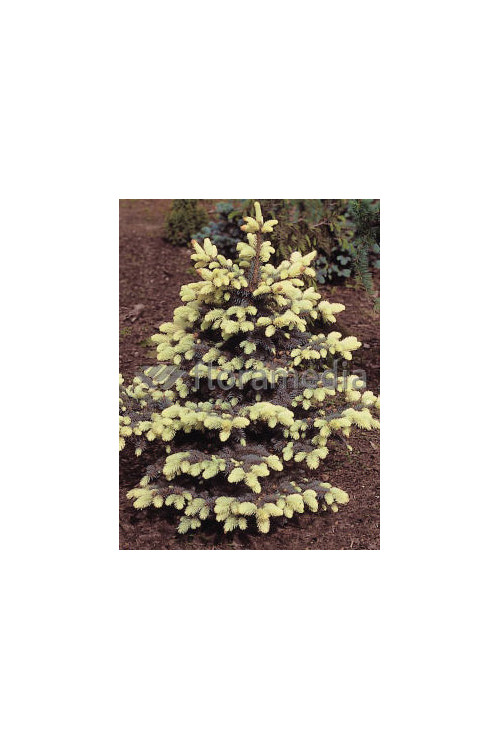 Świerk kłujący 'Białobok' Picea pungens