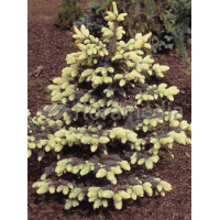 Świerk kłujący 'Białobok' Picea pungens