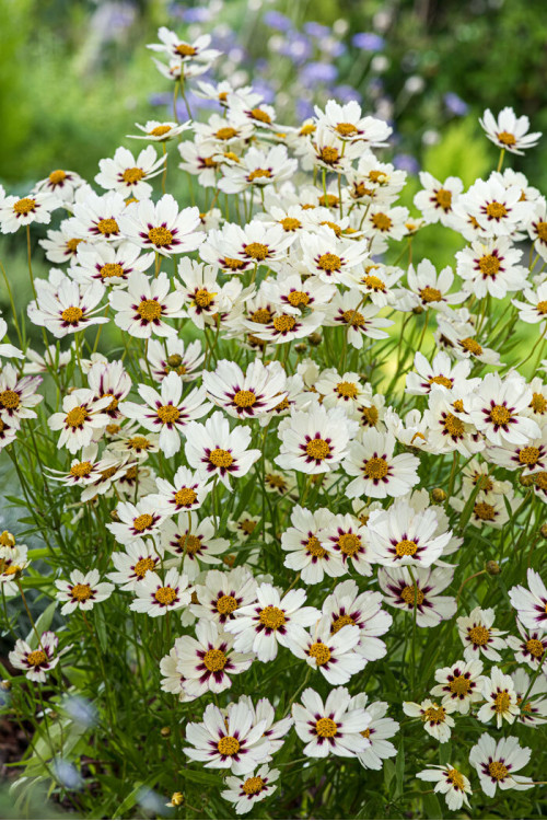 Nachyłek 'Star Cluster' | Coreopsis