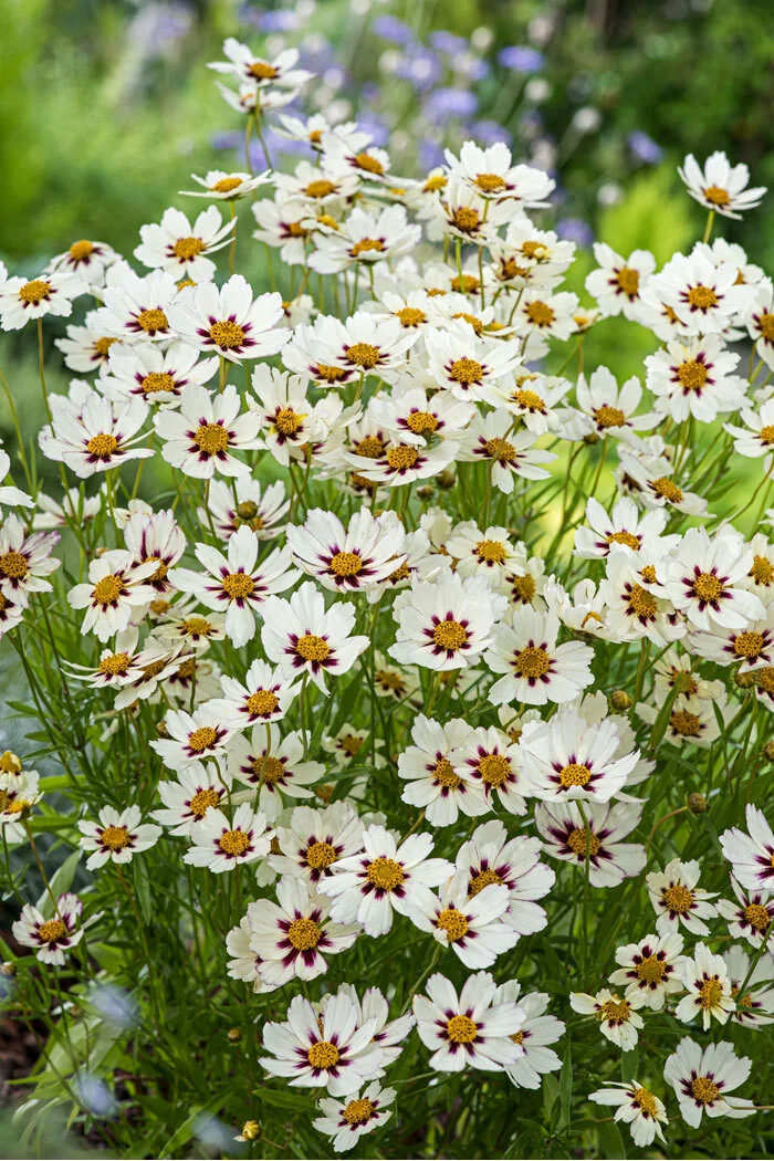 Nachyłek 'Star Cluster' | Coreopsis