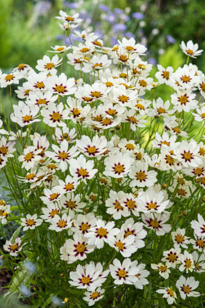 Nachyłek 'Star Cluster' | Coreopsis
