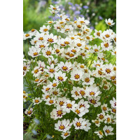 Nachyłek 'Star Cluster' | Coreopsis