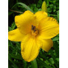 liliowiec, hemerocallis