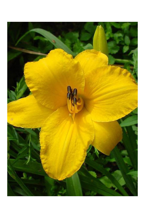 liliowiec, hemerocallis