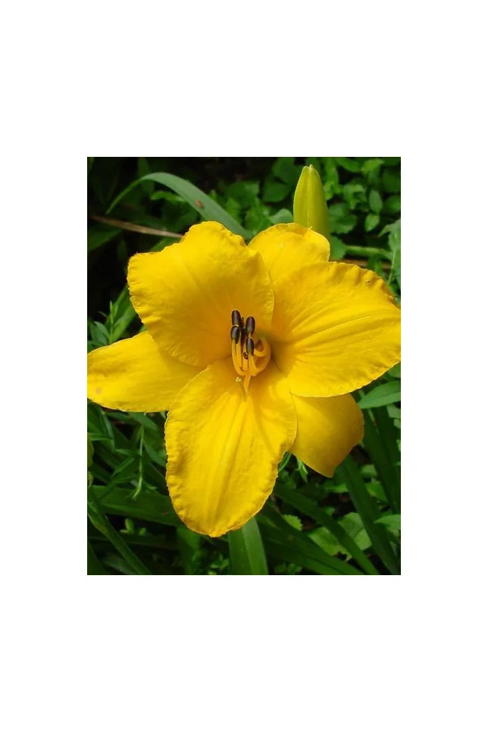 liliowiec, hemerocallis