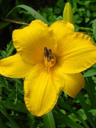 liliowiec, hemerocallis