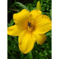 liliowiec, hemerocallis