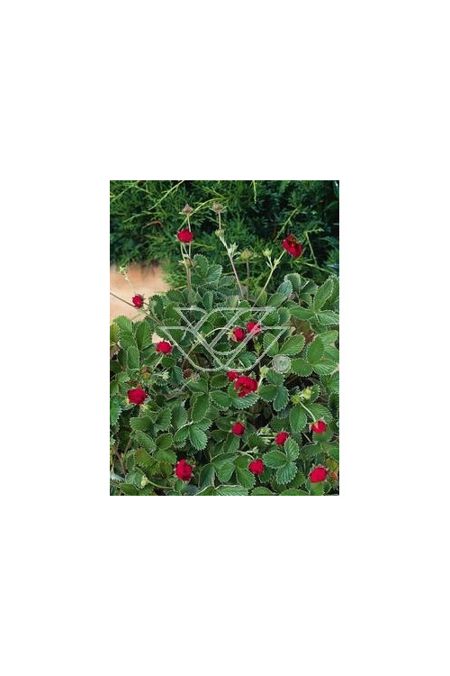 Poziomkówka indyjska Duchesnea indica