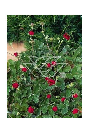 Poziomkówka indyjska Duchesnea indica