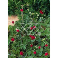 Poziomkówka indyjska Duchesnea indica