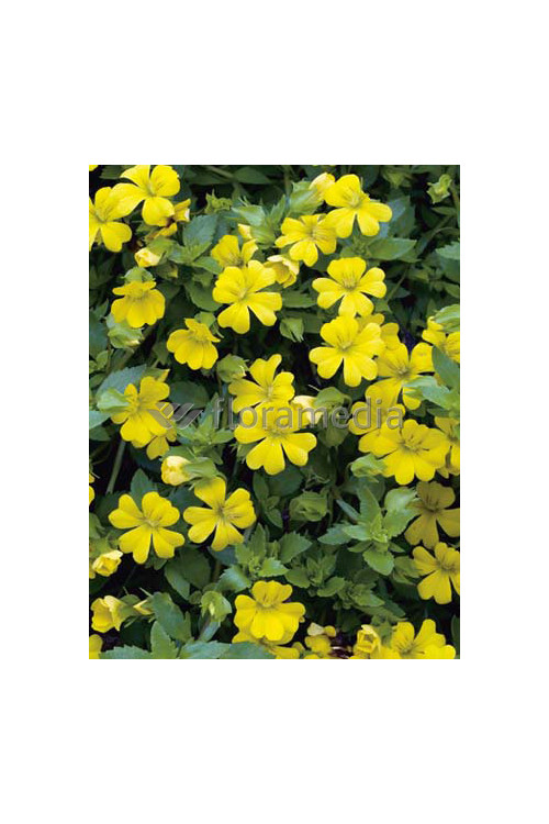 Mekardonia, Mecardonia