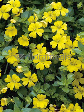 Mekardonia, Mecardonia