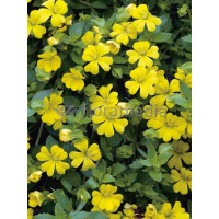 Mekardonia, Mecardonia