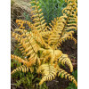 Narecznica Wallicha 'Jurassic Gold' | Dryopteris wallichiana