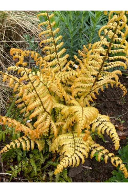 Narecznica Wallicha 'Jurassic Gold' | Dryopteris wallichiana