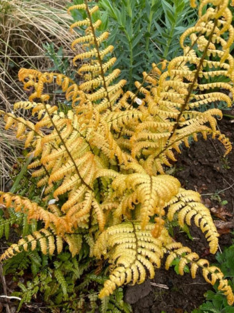 Narecznica Wallicha 'Jurassic Gold' | Dryopteris wallichiana