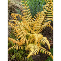 Narecznica Wallicha 'Jurassic Gold' | Dryopteris wallichiana