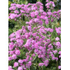 Gipsówka wiechowata 'Flamingo' | Gypsophila paniculata