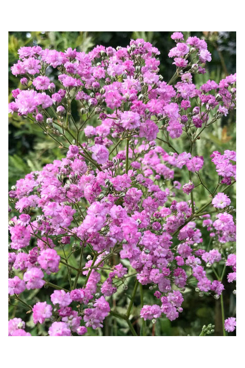 Gipsówka wiechowata 'Flamingo' | Gypsophila paniculata