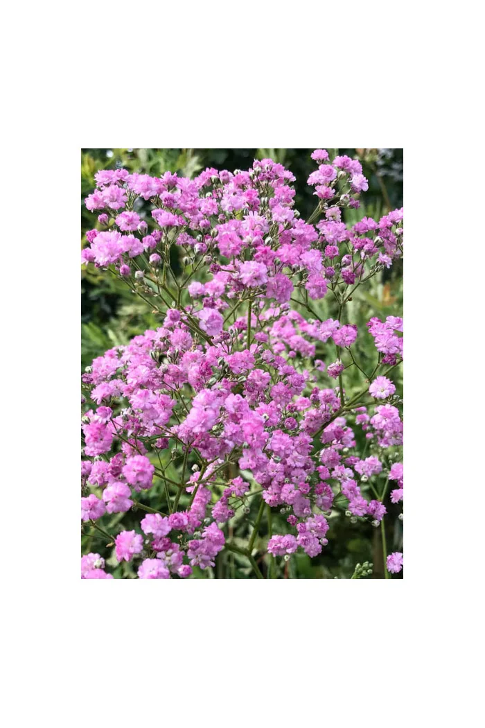 Gipsówka wiechowata 'Flamingo' | Gypsophila paniculata
