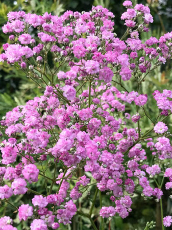 Gipsówka wiechowata 'Flamingo' | Gypsophila paniculata