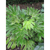 Fatsja japońska 'Spider's Web' | Fatsia japonica