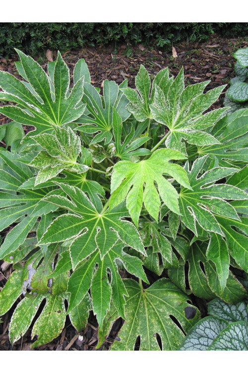 Fatsja japońska 'Spider's Web' | Fatsia japonica