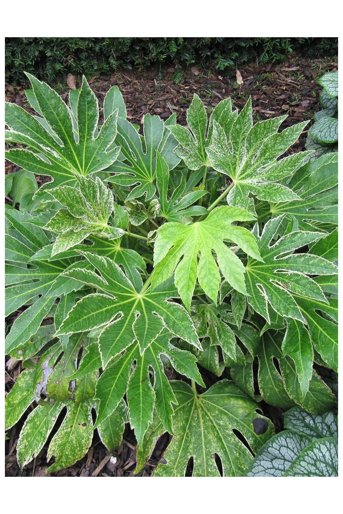 Fatsja japońska 'Spider's Web' | Fatsia japonica