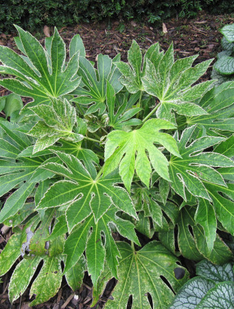 Fatsja japońska 'Spider's Web' | Fatsia japonica