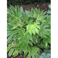 Fatsja japońska 'Spider's Web' | Fatsia japonica