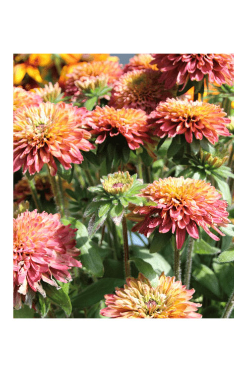 Rudbekia 'Summerina Glow Sugar Shake' | Rudbeckia