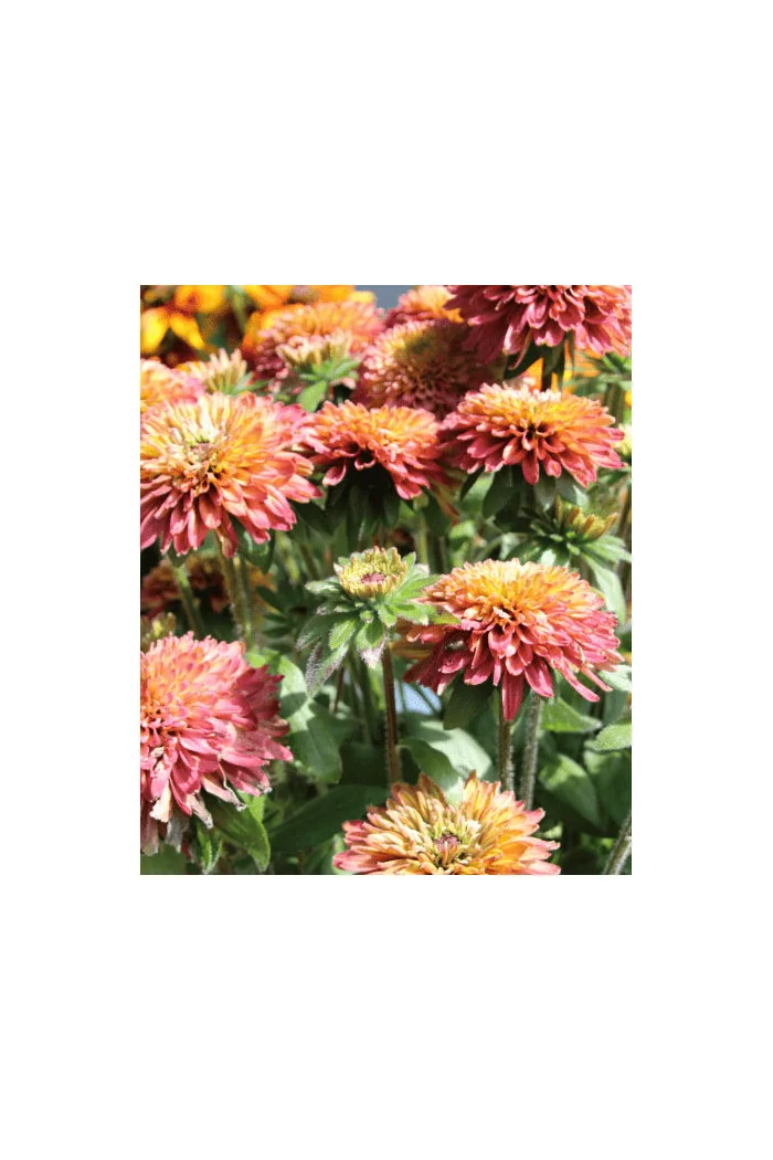 Rudbekia 'Summerina Glow Sugar Shake' | Rudbeckia