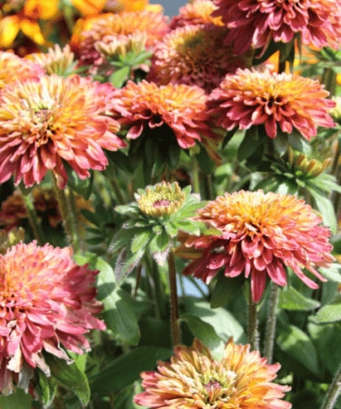 Rudbekia 'Summerina Glow Sugar Shake' | Rudbeckia