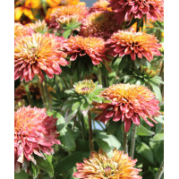 Rudbekia 'Summerina Glow Sugar Shake' | Rudbeckia