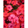 Floks wiechowaty 'Adessa Orange' Phlox panniculata