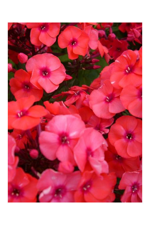 Floks wiechowaty 'Adessa Orange' Phlox panniculata