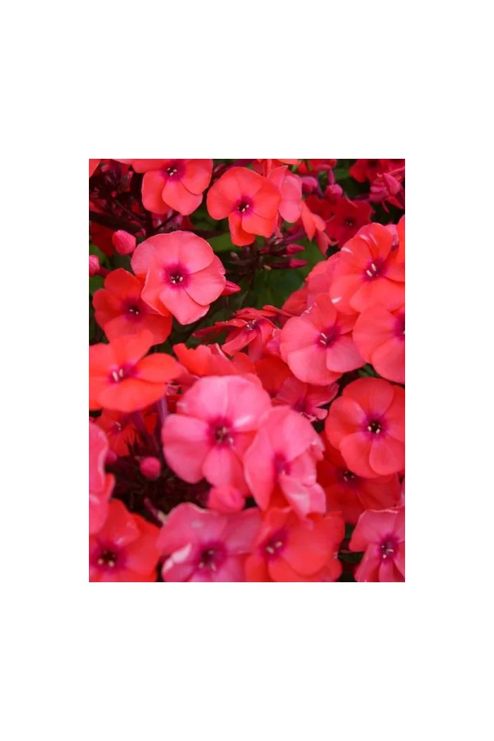 Floks wiechowaty 'Adessa Orange' Phlox panniculata