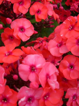 Floks wiechowaty 'Adessa Orange' Phlox panniculata