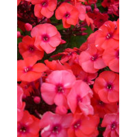 Floks wiechowaty 'Adessa Orange' Phlox panniculata