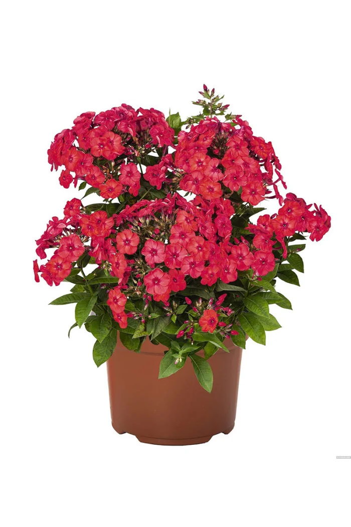 Floks wiechowaty 'Flame Watermelon' | Phlox paniculata