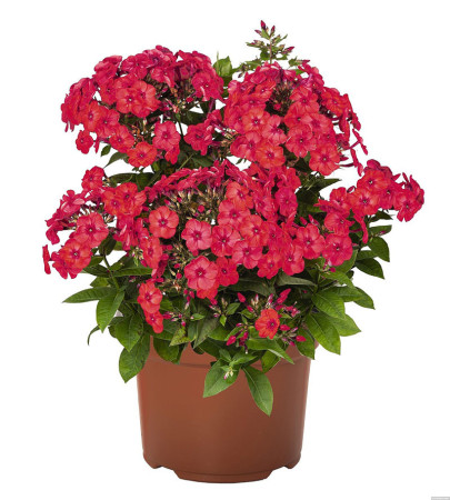 Floks wiechowaty 'Flame Watermelon' | Phlox paniculata