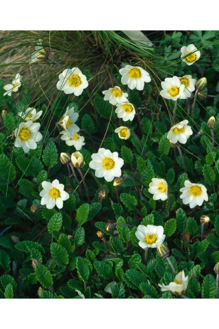 Dębik Suendermanna | Dryas suendermanii