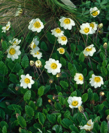 Dębik Suendermanna | Dryas suendermanii