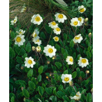 Dębik Suendermanna | Dryas suendermanii