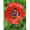 Mak wschodni Papaver orientale