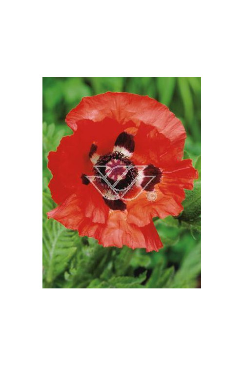 Mak wschodni Papaver orientale