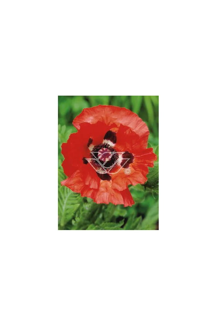 Mak wschodni Papaver orientale